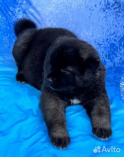 Щенки Американской Акиты