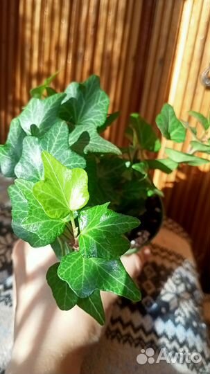 Плющ хедера