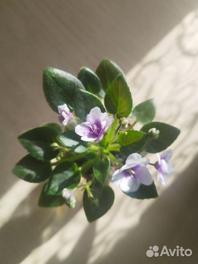 Сортовые фиалки мини