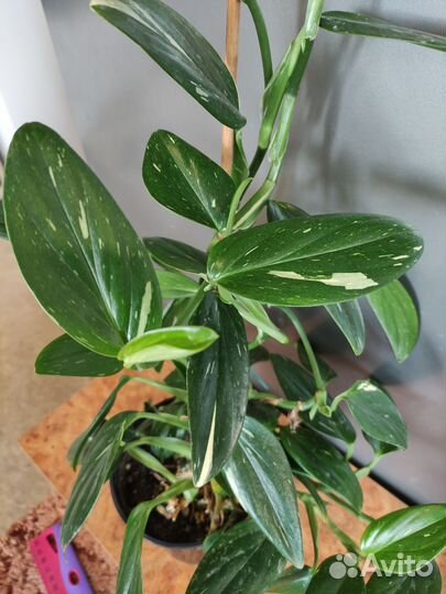 Филодендрон кобра белая