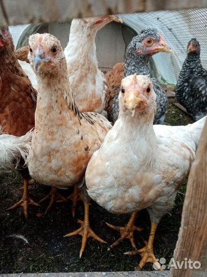 Куры и петухи