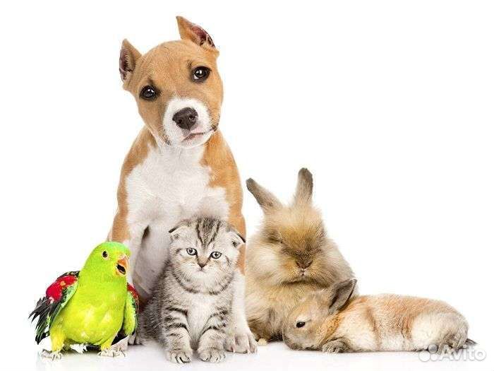 Передержка животных