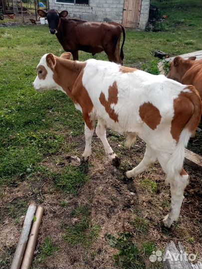 Телята бычки, телки