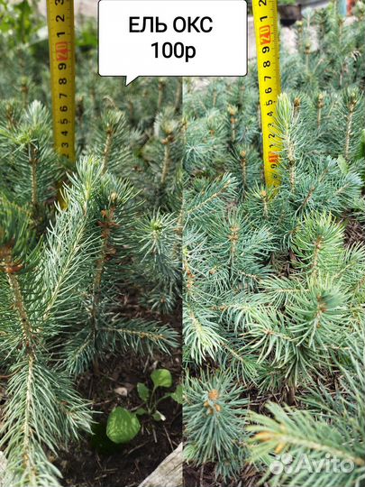 Ель Голубая, можжевельник Блю Эрроу