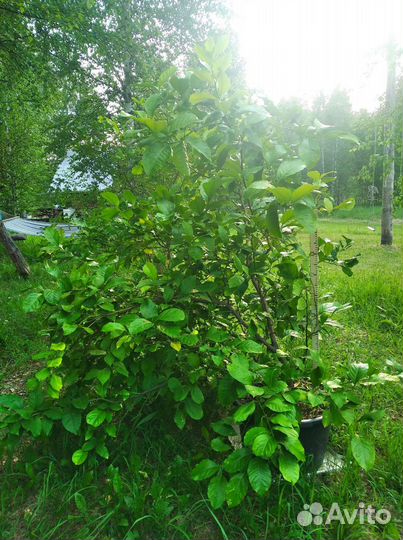 Павловский лимон 17 лет