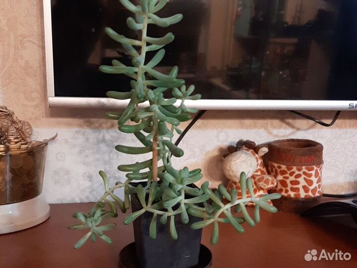 Крассула отдам