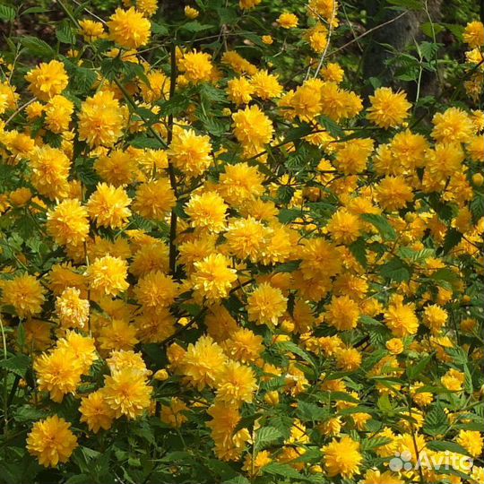 Керия японская