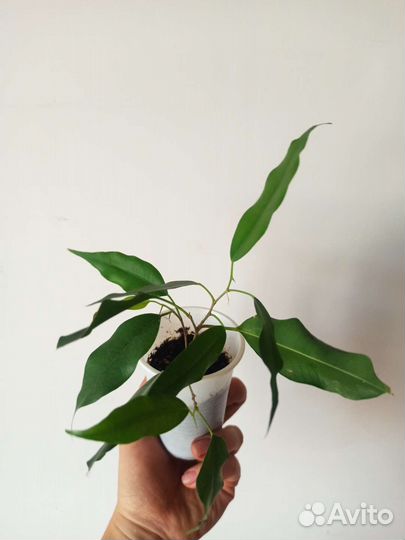 Фикус бенджамина Даниэль