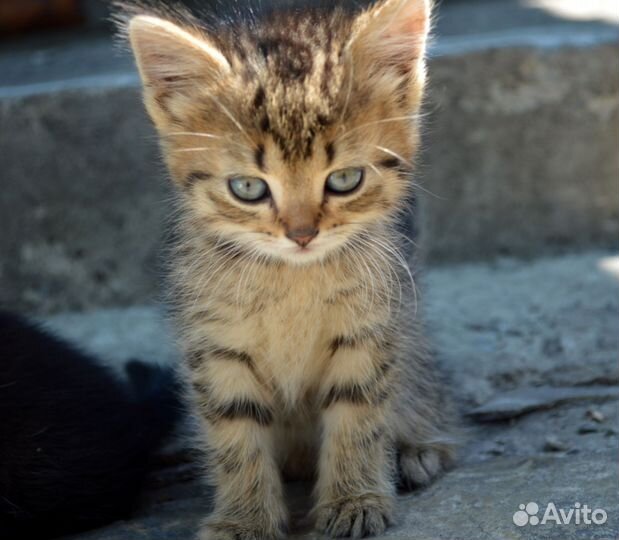 Котенок европейская короткошёрстная тигровая