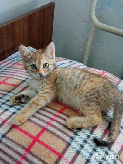 Котята пушистики добрым людям