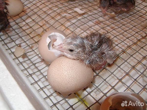 Суточная цесарка