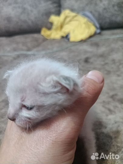 Котята сфинкс браш эльфики