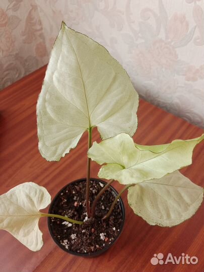 Сингониумы сортовые