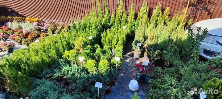 Туя Смарагд.Можжевельник.Ёлка.Ель.Туи