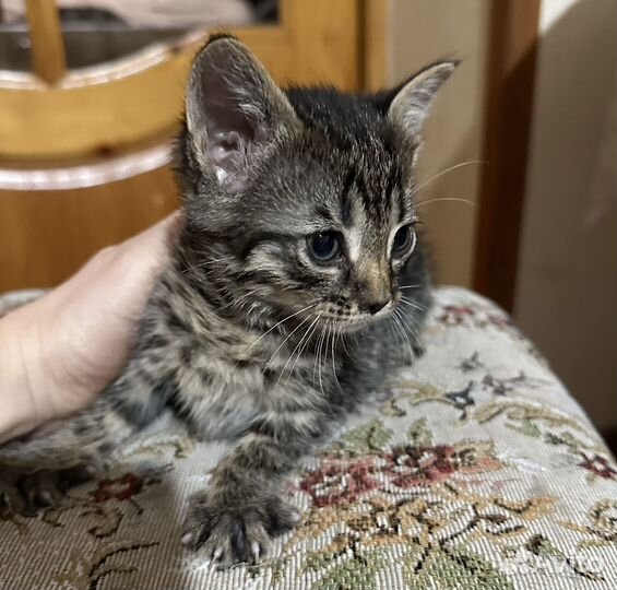Котята в добрые руки мальчики