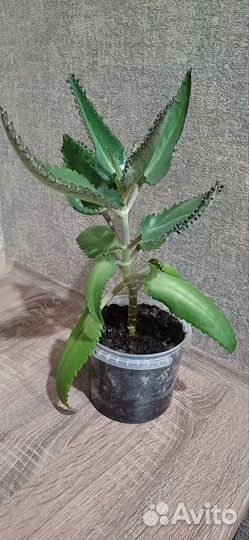 Комнатные цветы каланхоэ