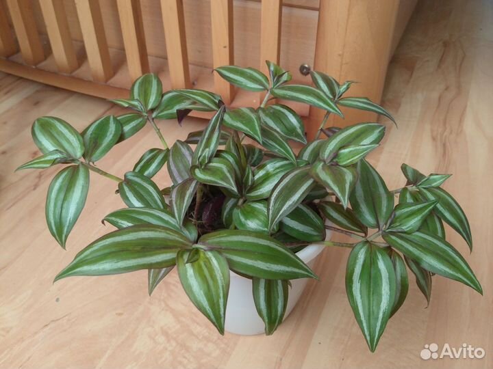 Традесканция