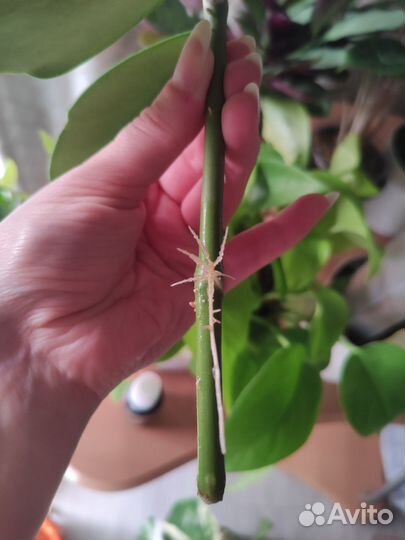 Хойя kerry сплеш