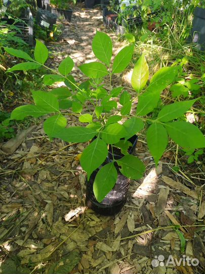 Эводия Даниэля/Хубейская/Тетрадиум/семена