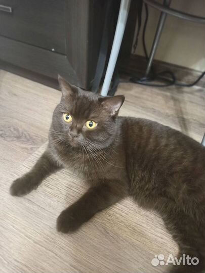 Скотиш страйт шоколадный Вязка ищем невесту