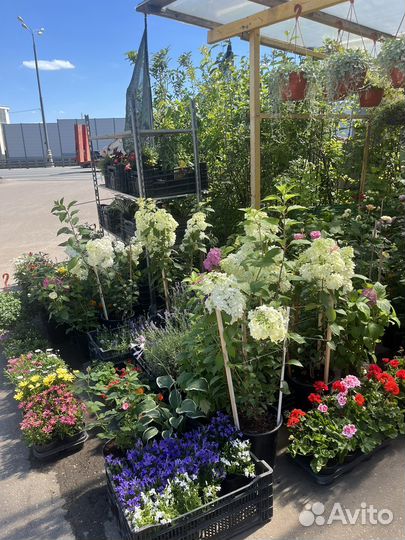 Цветы на любой вкус, садовый центр, у Надежды