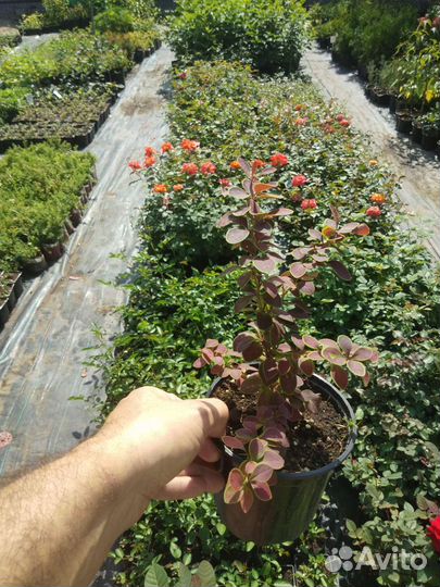 Растения, Саженцы, Цветы, Кустарники, Многолетники