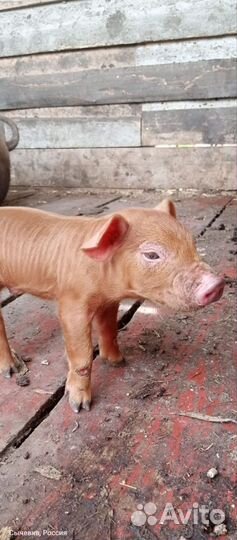 Поросята дюрок