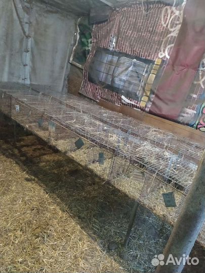Клетки для кроликов птиц итд