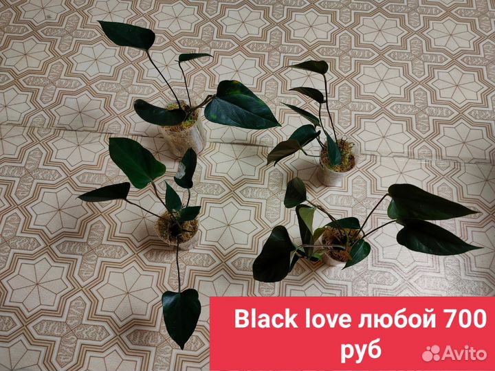 Антуриумы сортовые