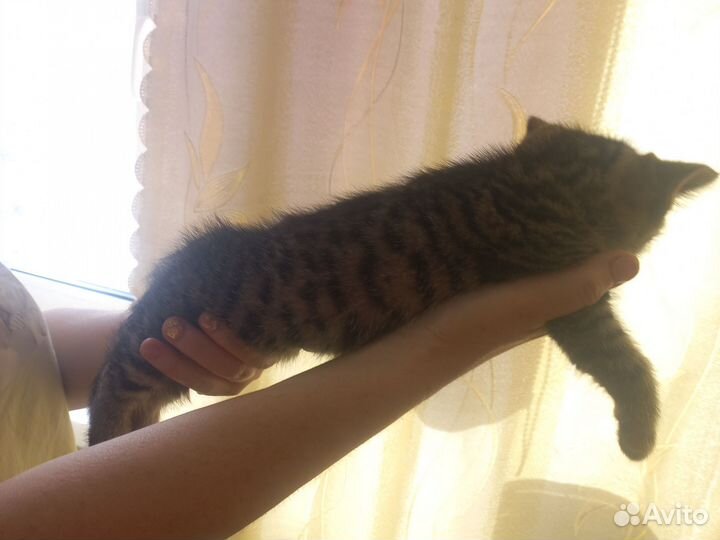 Кошка в дар