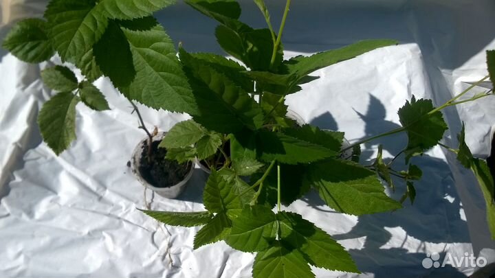 Саженцы ремонтантной ежевики