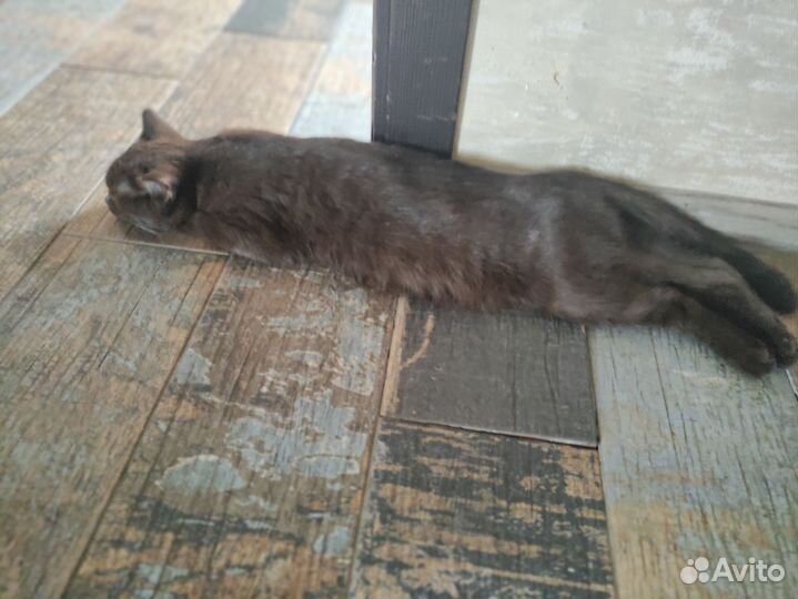 Кошка в дар бесплатно