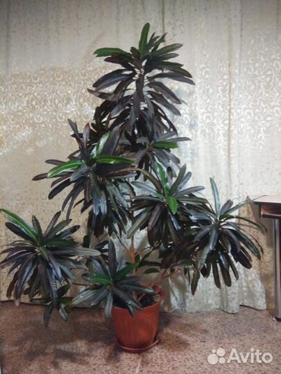 Комнатные растения цветы большие