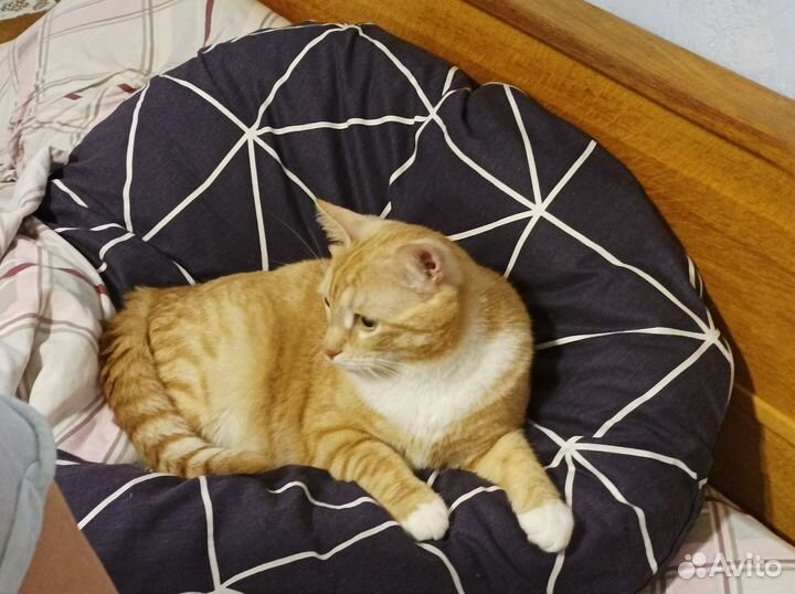 Кот Мурзик