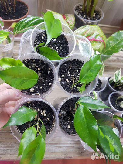 Фикусы денилайт, голден моник, де гантель