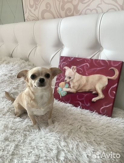 Портрет кошки, собаки на заказ