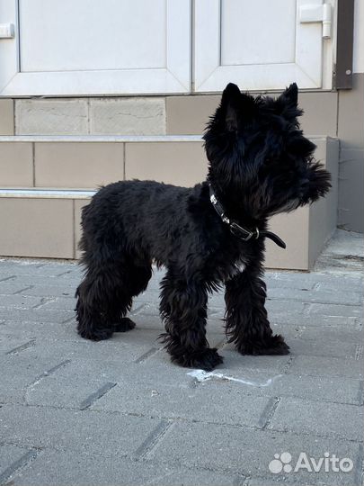 Йорики цветные (черные)