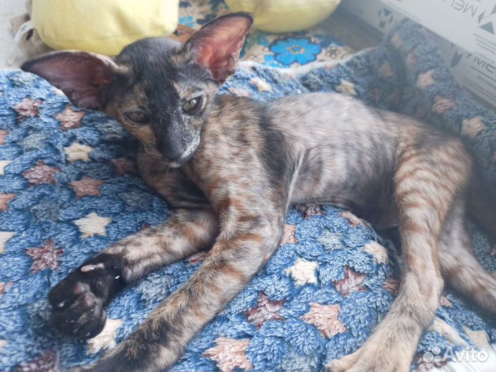 Кошечка ориентальная экстрим WCF