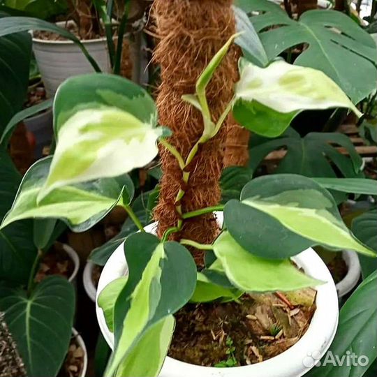 Филодендрон