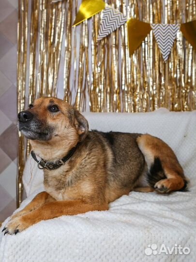 Собака-умница в добрые руки