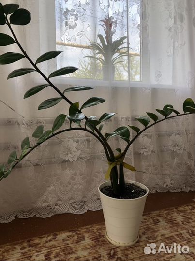 Замиокулькас