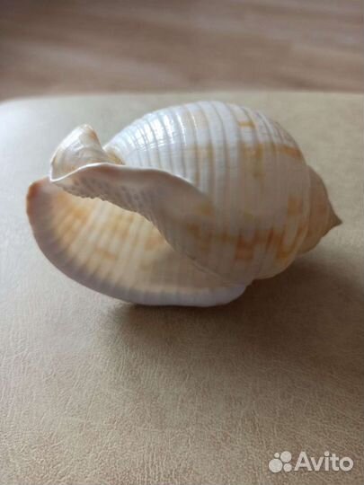Морская раковина