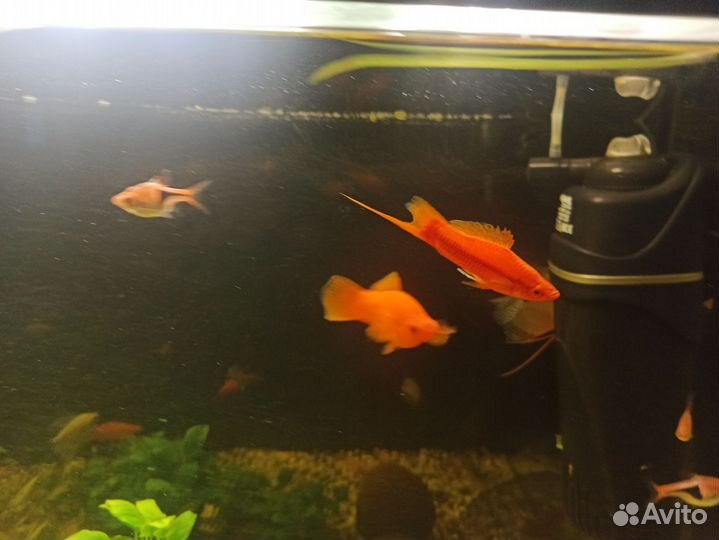 Красные меченосцы