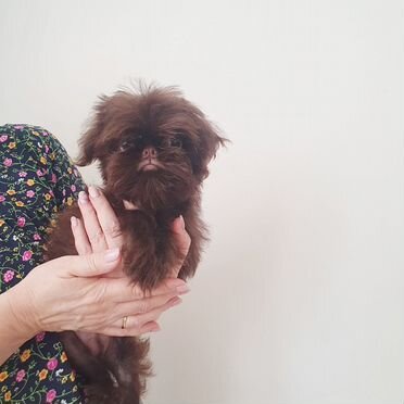 Брюссельский гриффон, щенок