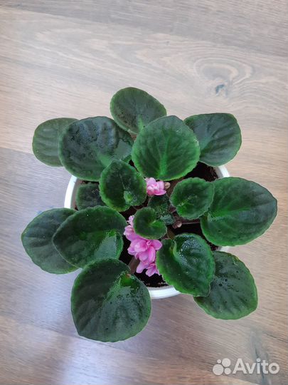 Фиалка цветущая розовая в горшочке
