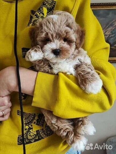 Мальтипу щенки