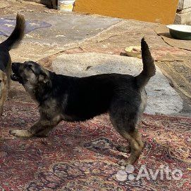 Щенок в добрые руки