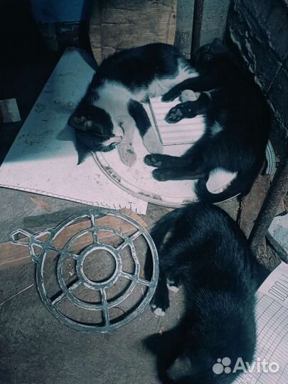 Котята их мать крысоловка