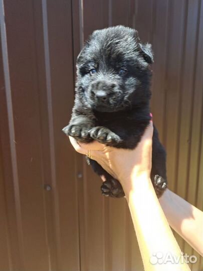 Щенки немецкой овчарки черные