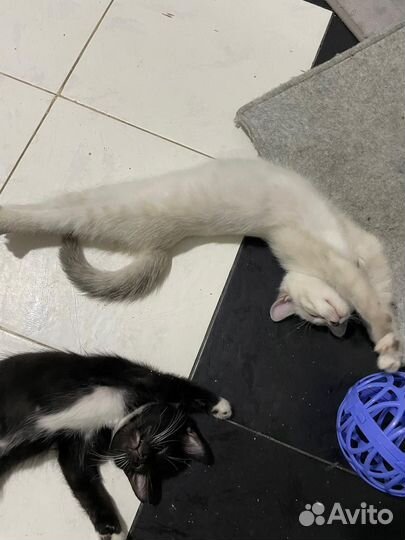 Котятки в добрые руки